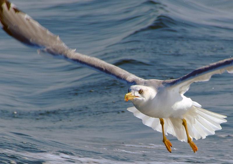 Fileyeur Arcachon ac3.JPG